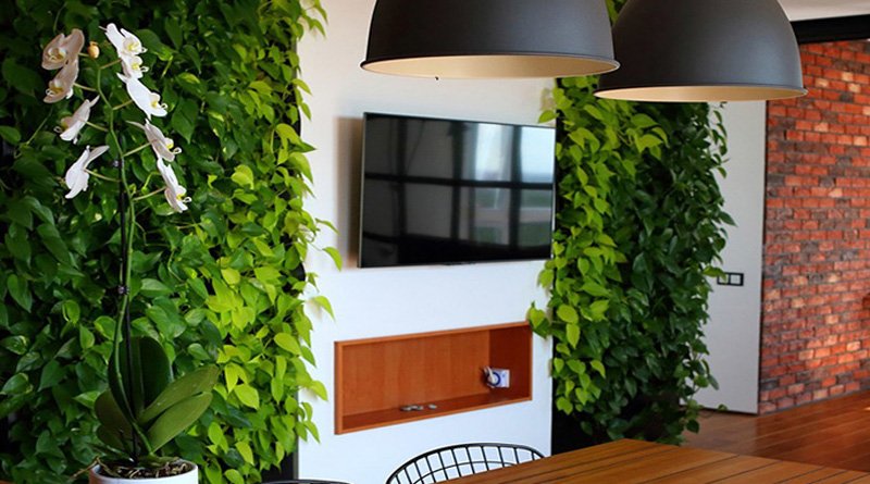 растения для зеленой стены